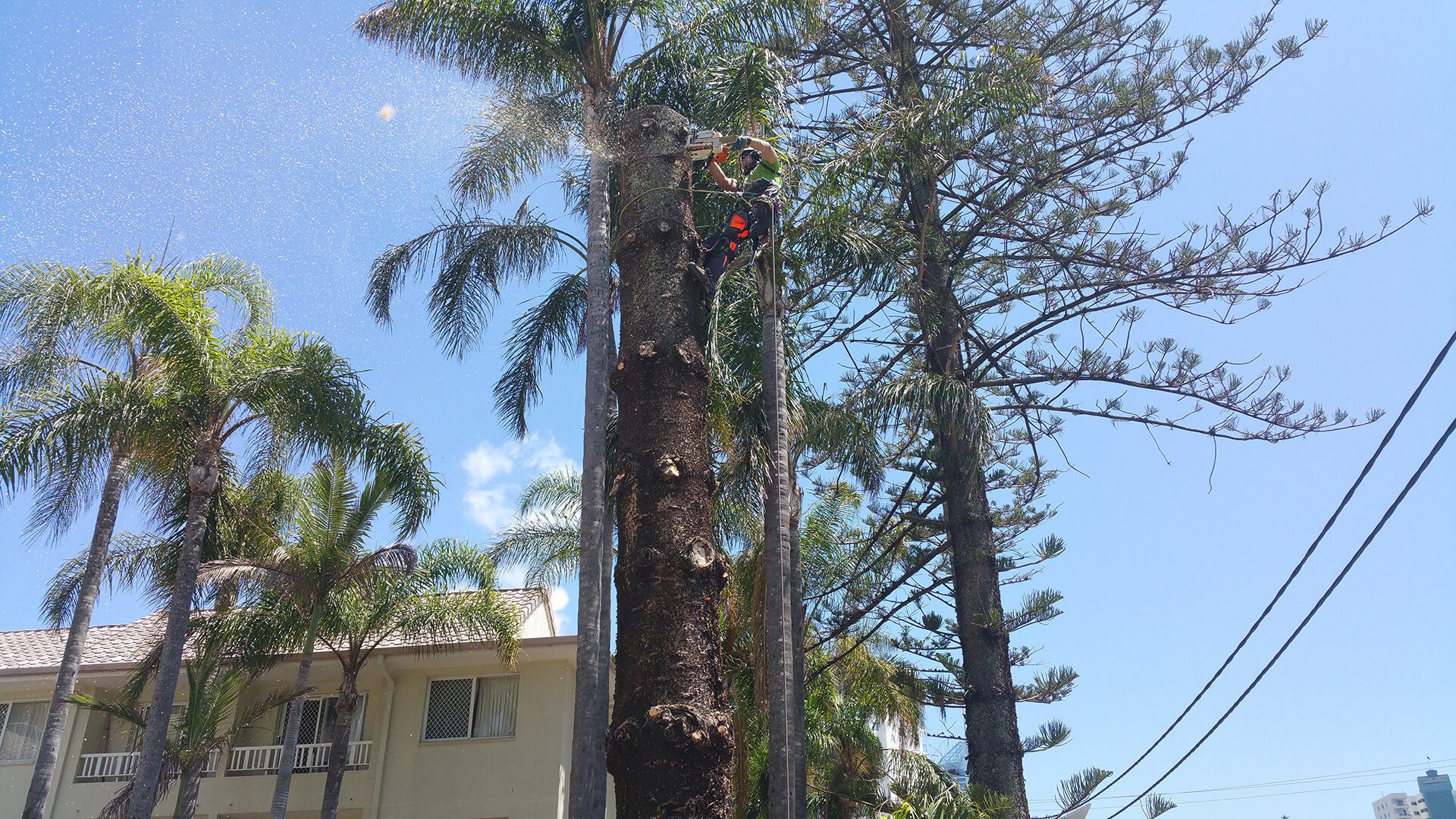 Tree Essence Arborists and Tree Removals Byron1