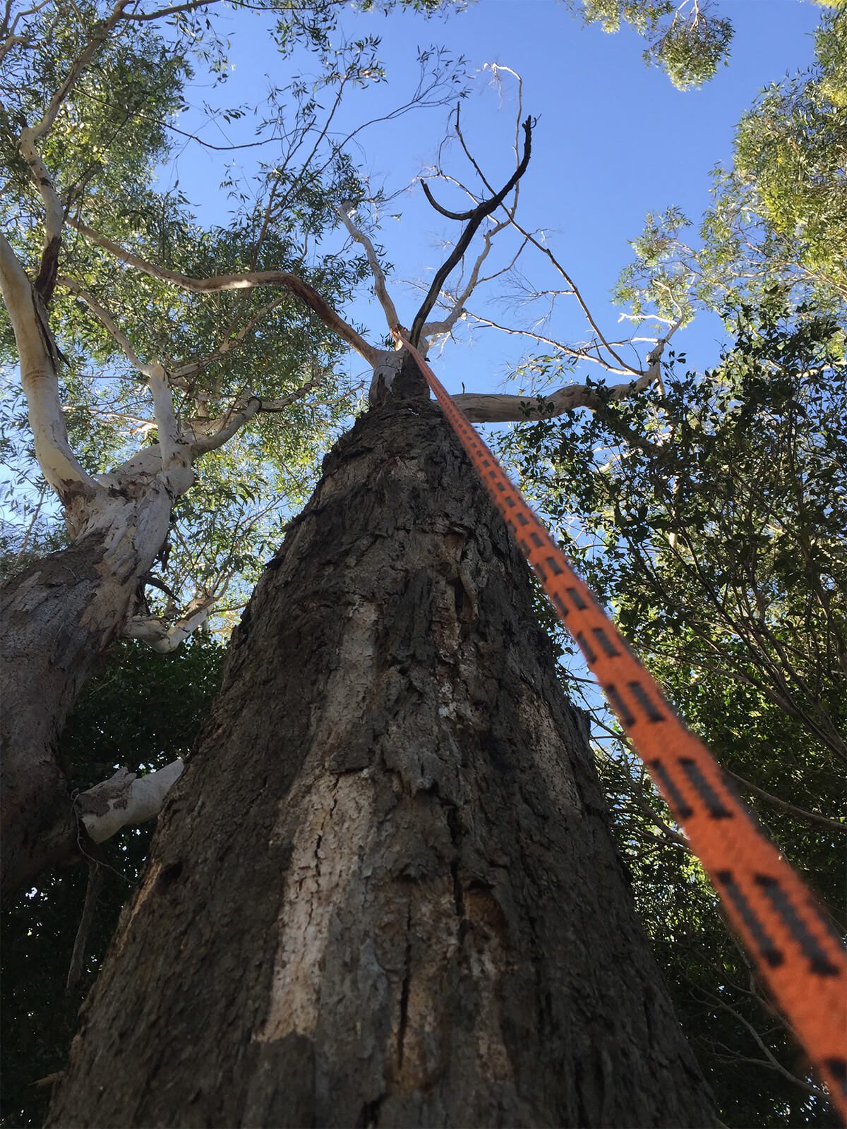 Tree Essence Arborists and Tree Removals Byron17