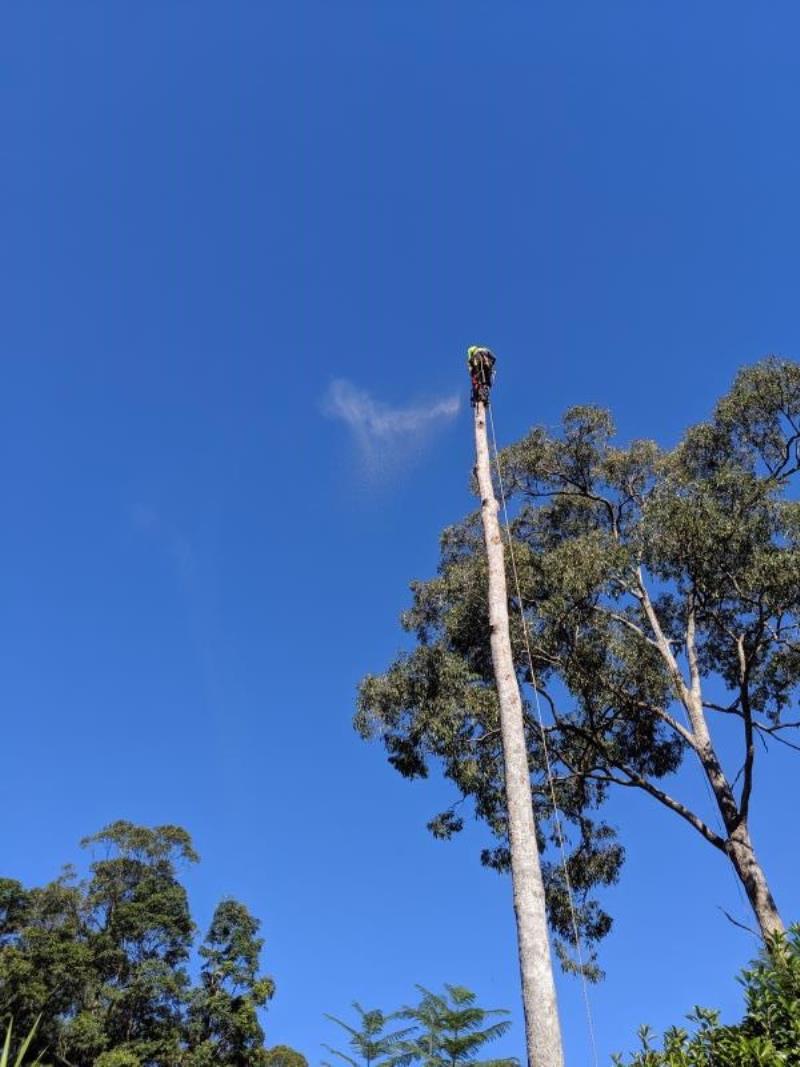 nw11041 15929 coomera tree removal