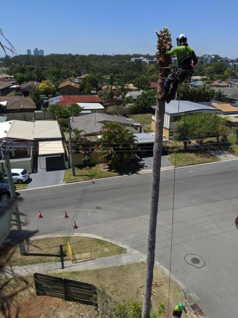 nw11042 15928 palm tree removal currumbin gold coast