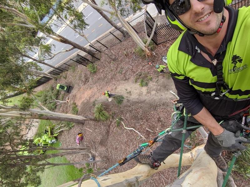 Tree Essence Arborists and Tree Removals Services