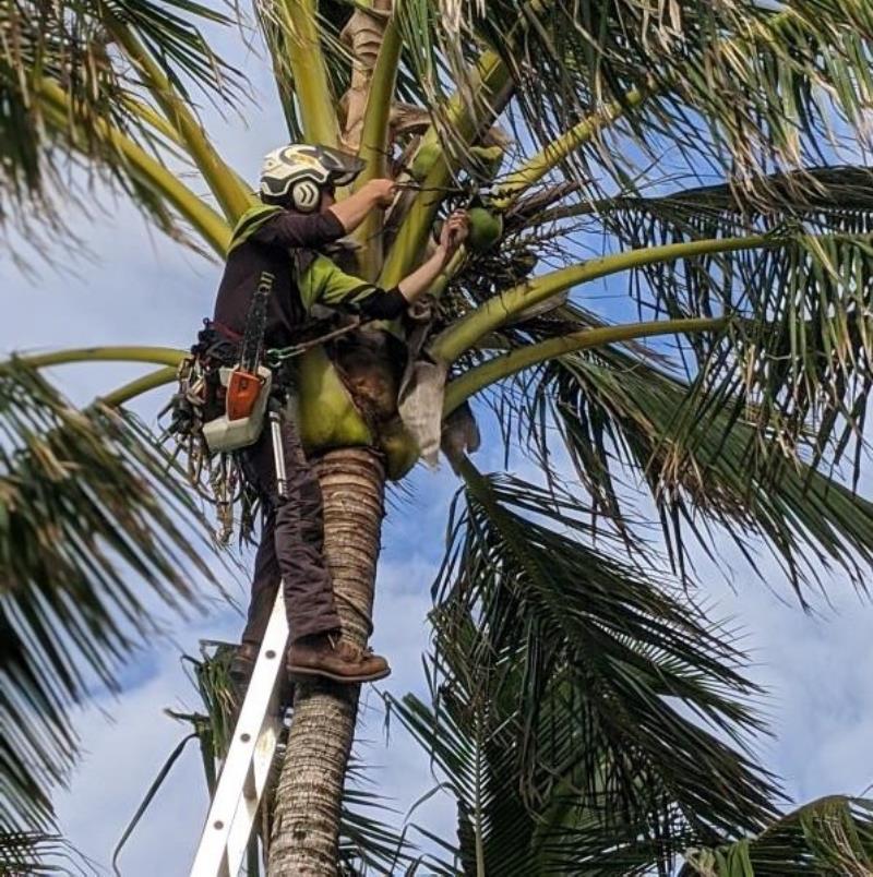 nw11130 16075 palm pruning and treatment kingscliffe