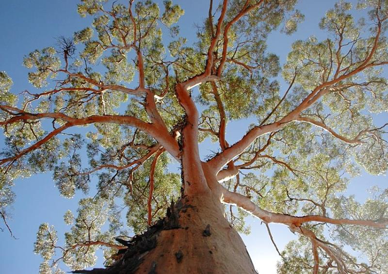 nw8694 13903 eucalyptus trees nerang tree essence