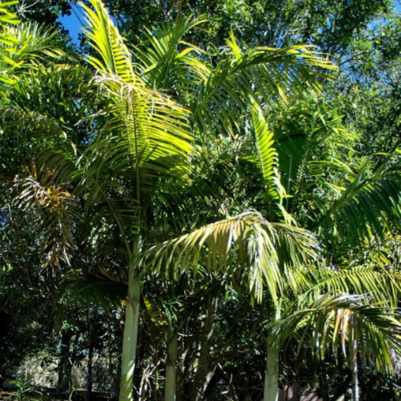 nw8829 14053 tree essence palm tree maintenance palm