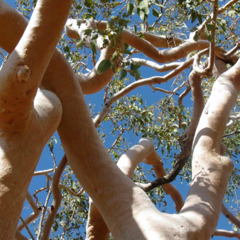nw8864 14132 eucalyptus tree surgery tree pruning