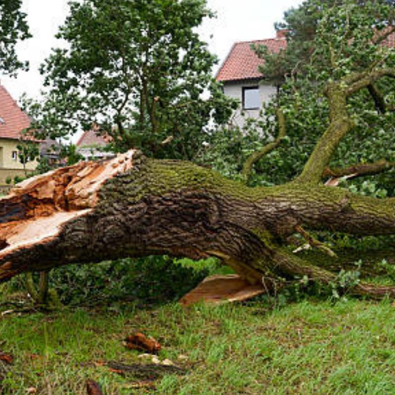 nw9862 14568 what to do with a damaged tree in