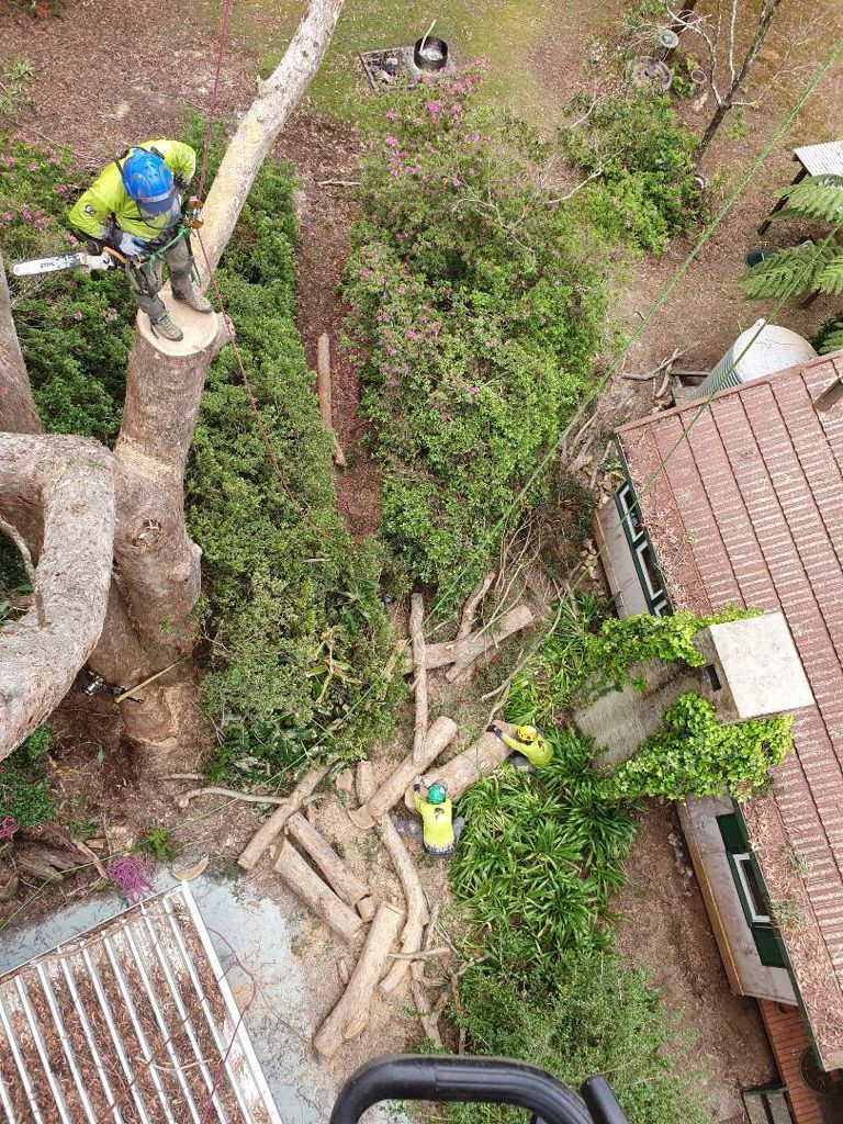 Image of professional tree removal