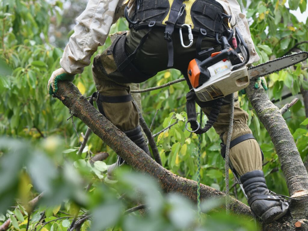 Why hire an arborist new