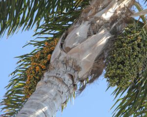 germination palm trees