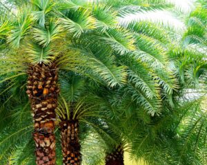 healthy and beautiful palm trees