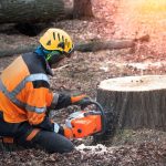 Tree Stump Removal Service Gold Coast