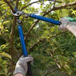 Certified Tree Cutting Service Gold Coast
