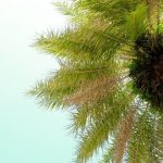 Palm-Stump-Removal-Gold-Coast