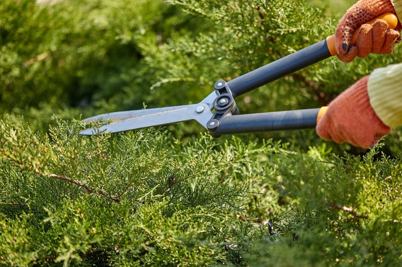 Regular Tree Maintenance & Pruning Gold Coast