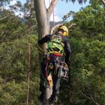 Tree Shaping Gold Coast