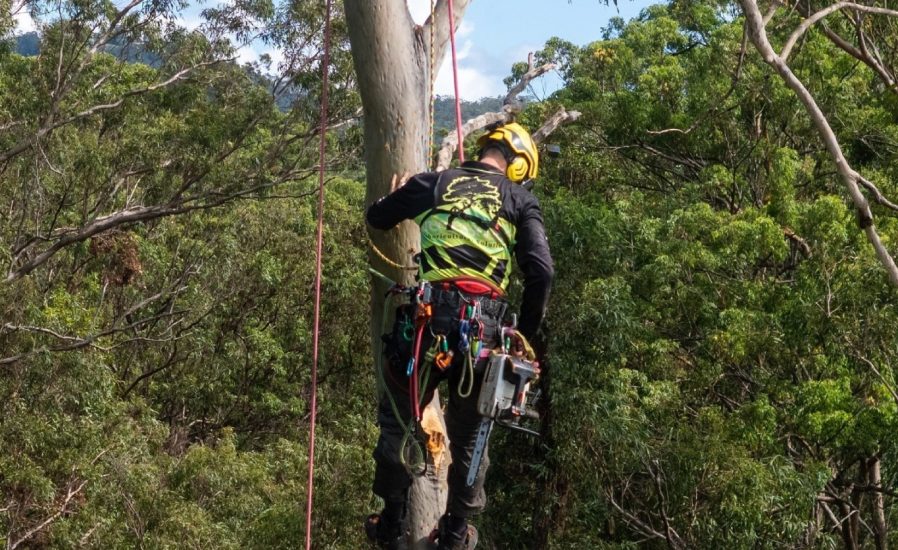 Tree Shaping Gold Coast