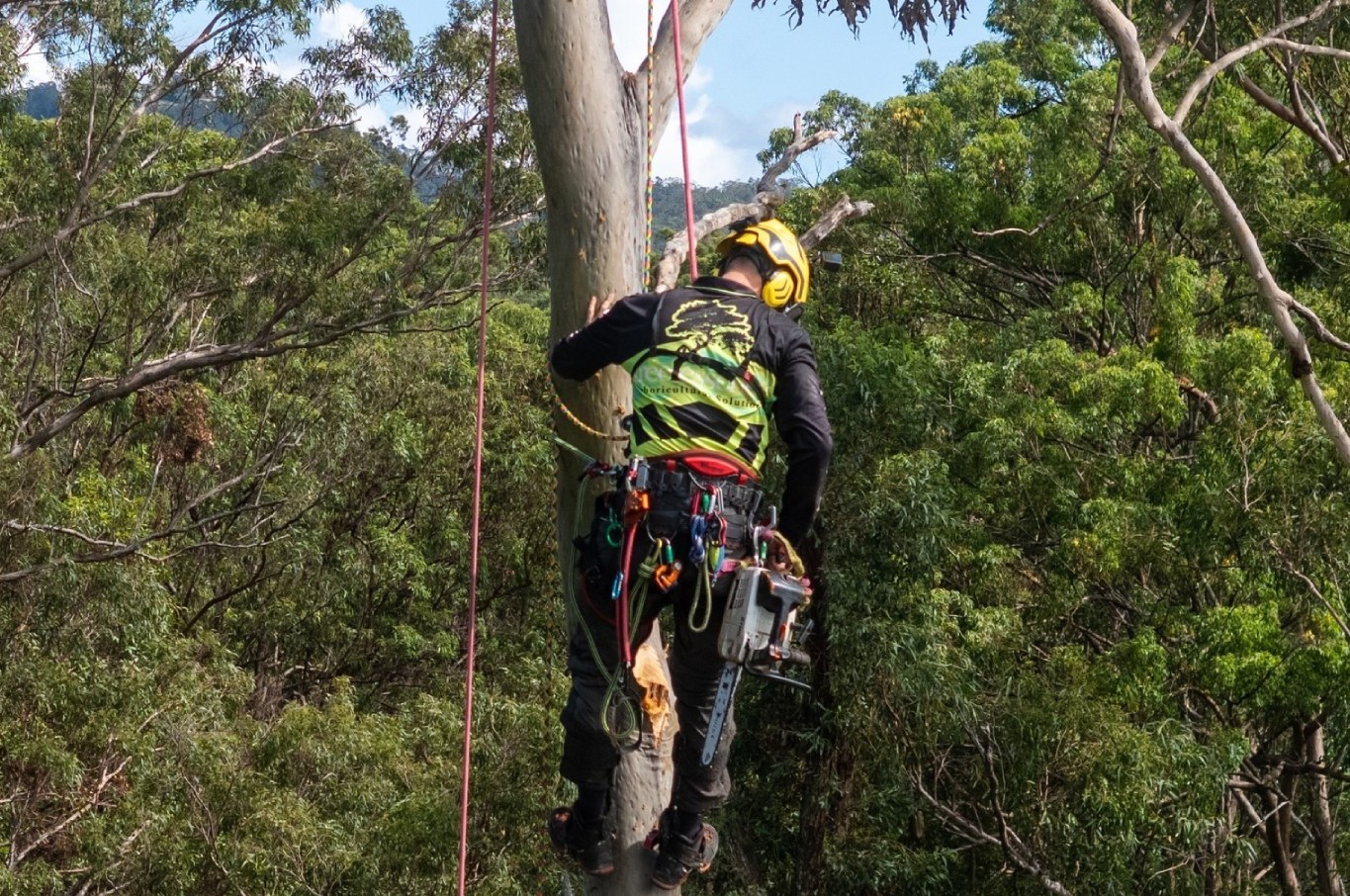 Tree Shaping Gold Coast