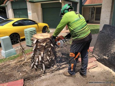20190115 tree removal ormeau