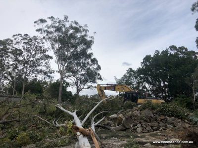 20190120 tree removal paradise point