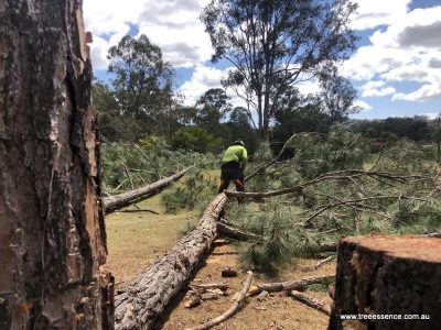 20190122 tree removal pimpama
