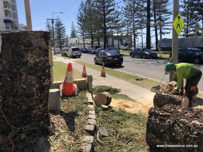 20190128 tree removal southport