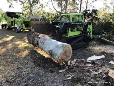 20190129 tree removal springbrook