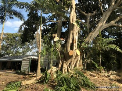 20190219 tree trimming southern moreton bay islands