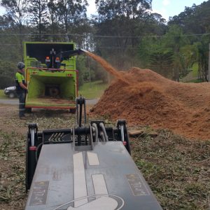 gold coast beenleigh tree removal