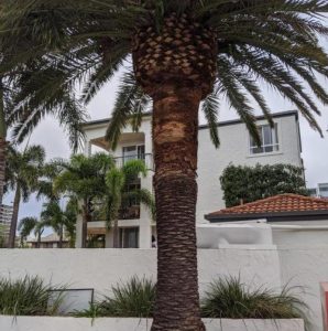 nw11245 16233 phoenix palm pruning southport 2